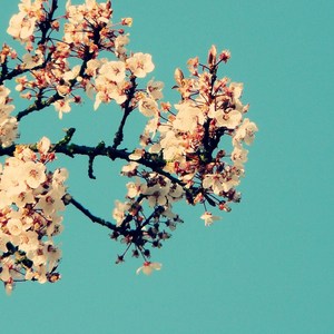 婷婷五月丁香照片
